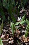 White troutlily <BR>White fawnlily